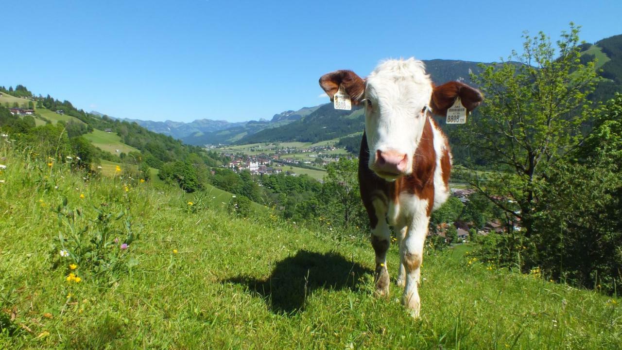 Franbichl Daire Brixen im Thale Dış mekan fotoğraf